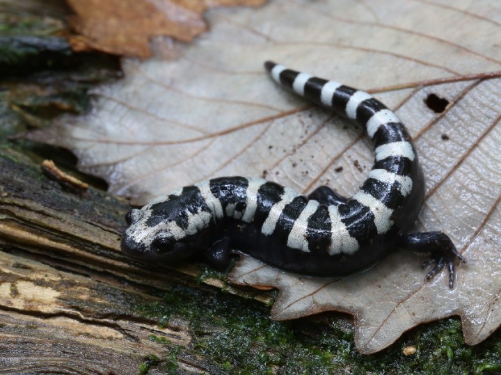 Marbled Salamander